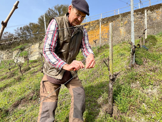 Handarbeit im Weinberg – hat das noch Zukunft?