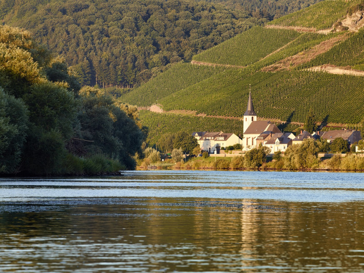 Die Mosel beim Ort Kesten. Hier kommen legendäre Rieslinge her.