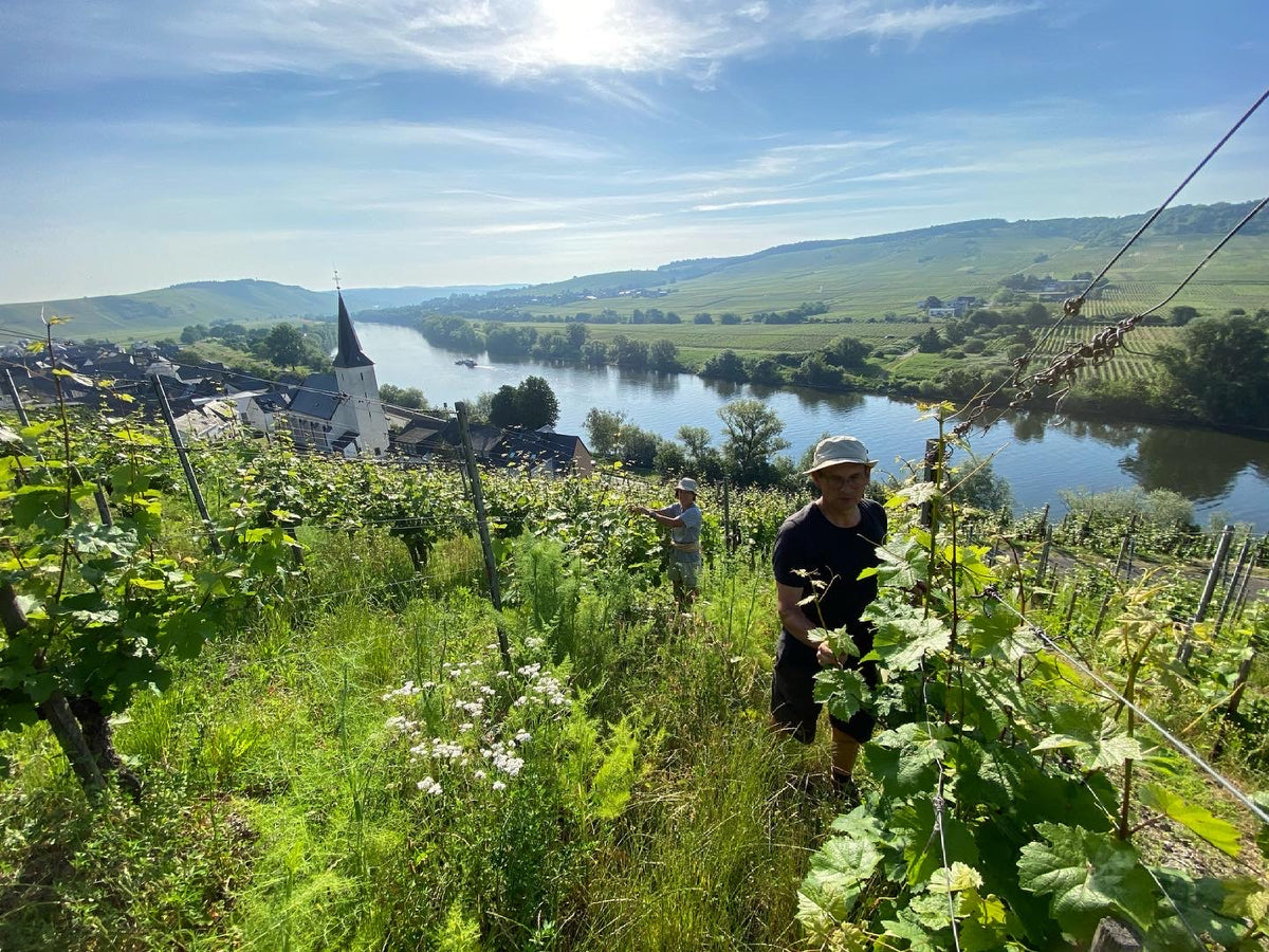 Lebendige Weinberge