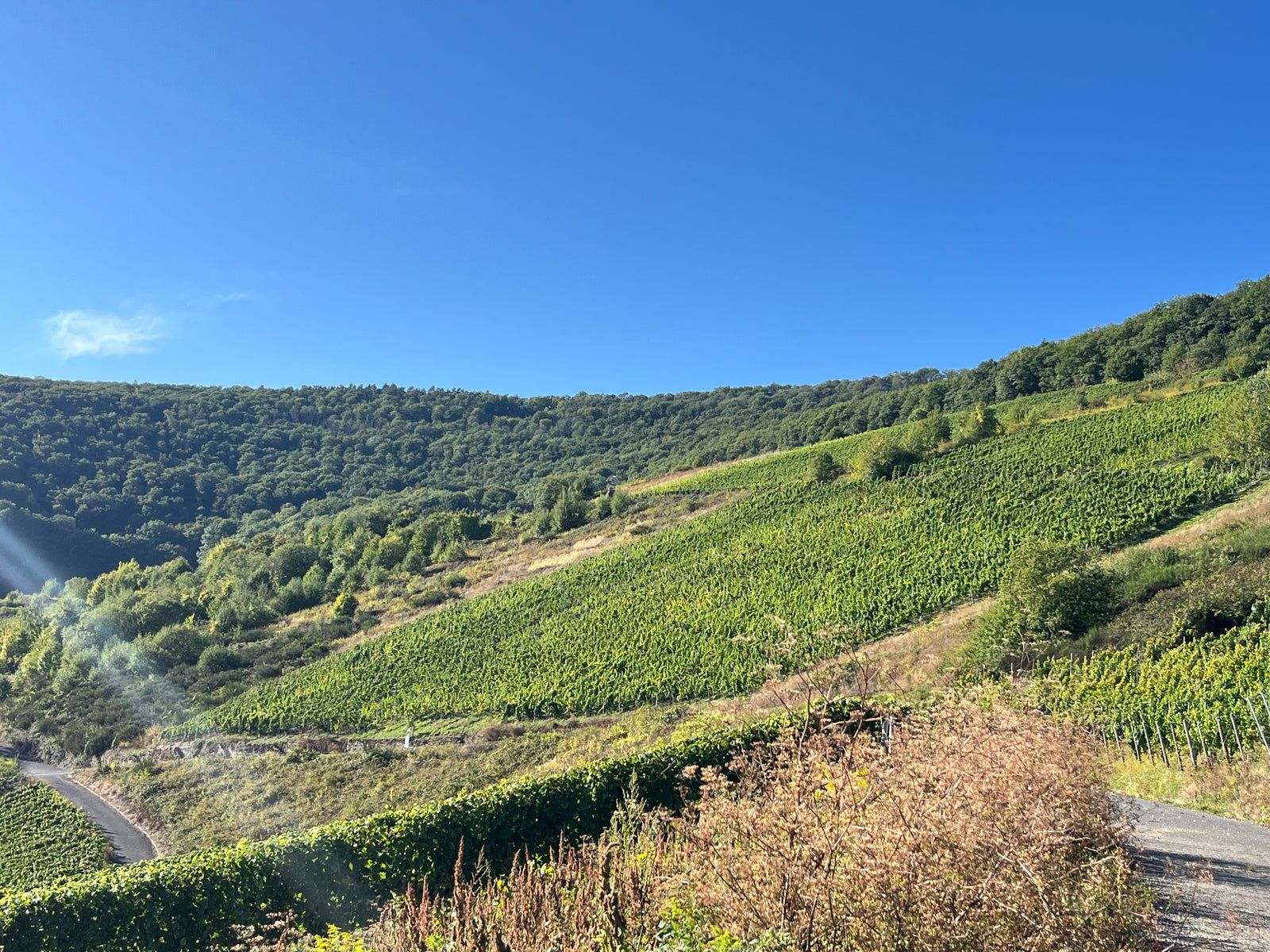 Die höher gelegenen Weinberge an der Mosel aus denen der Goldmund Riesling gemacht ist.