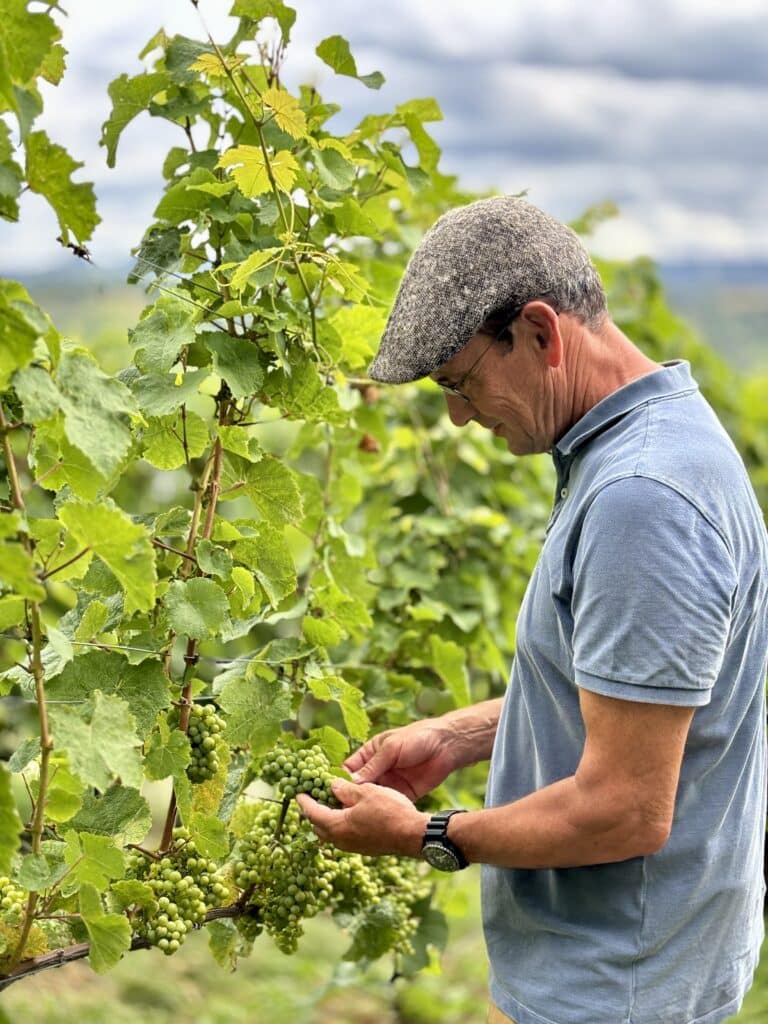 Armin Vogel überprüft seine Trauben