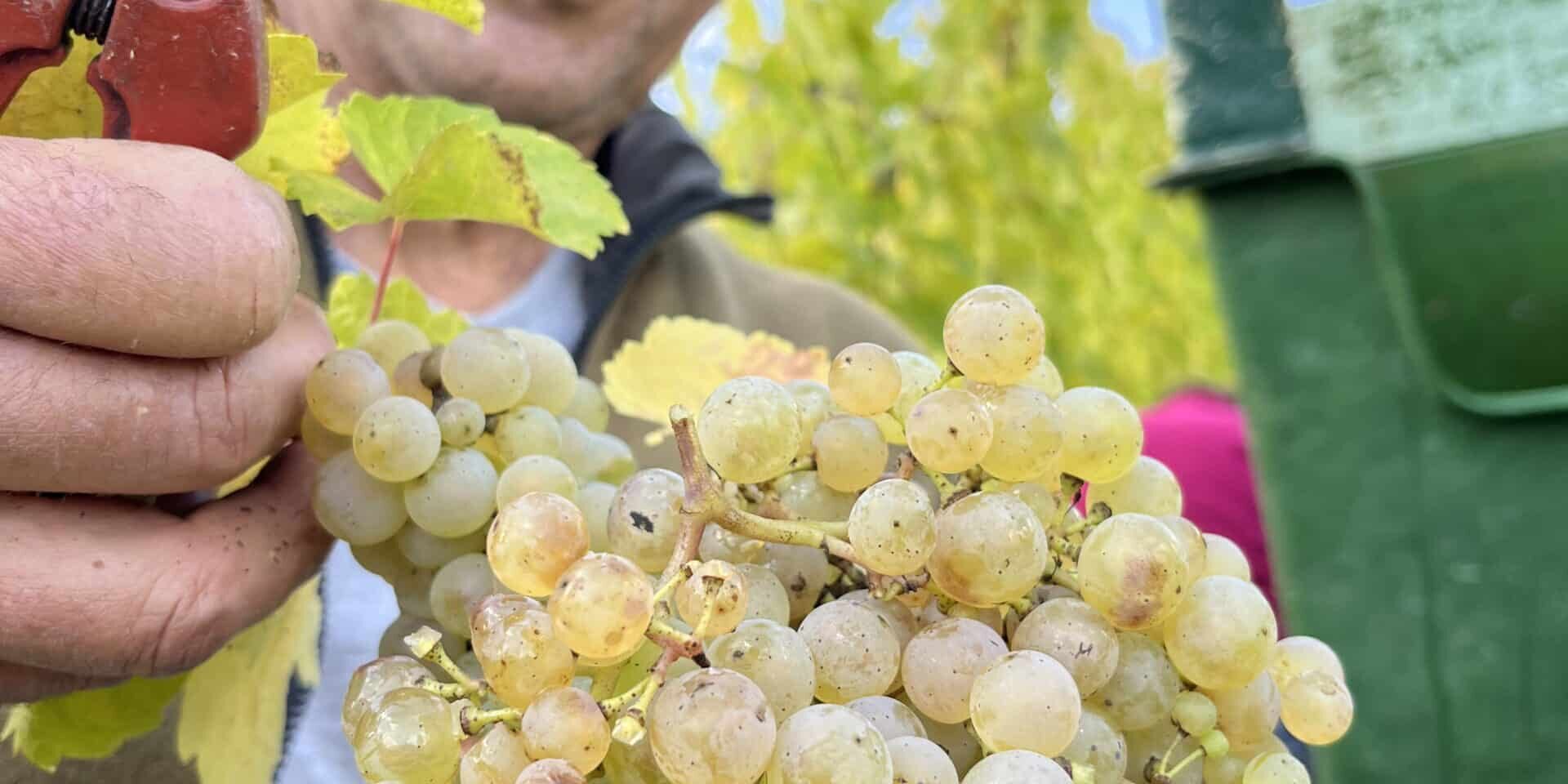 Riesling Trauben des Mosel Jahrgang 2025