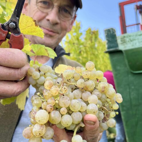 Riesling Trauben des Mosel Jahrgang 2025
