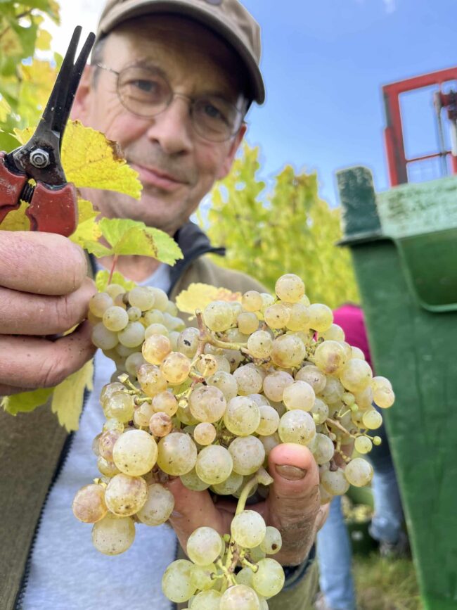 Riesling Trauben des Mosel Jahrgang 2025